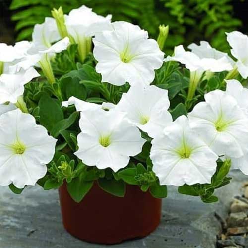 White Petunia Flower seeds for Planting - Garden Favorite, Heirloom & GMO Free Seeds for Home Garden