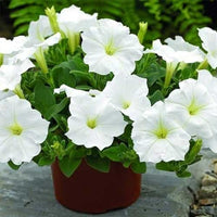 White Petunia Flower seeds for Planting - Garden Favorite, Heirloom & GMO Free Seeds for Home Garden