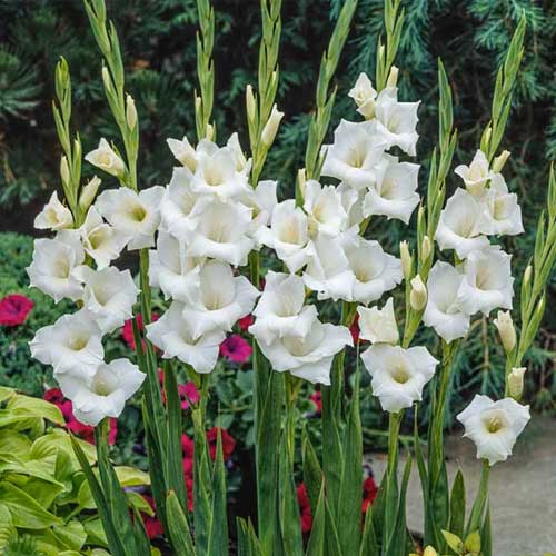 White Gladiolus Flower Seeds Wildflower Mix Heirloom & GMO Free Seeds for Home Garden
 
 Sale