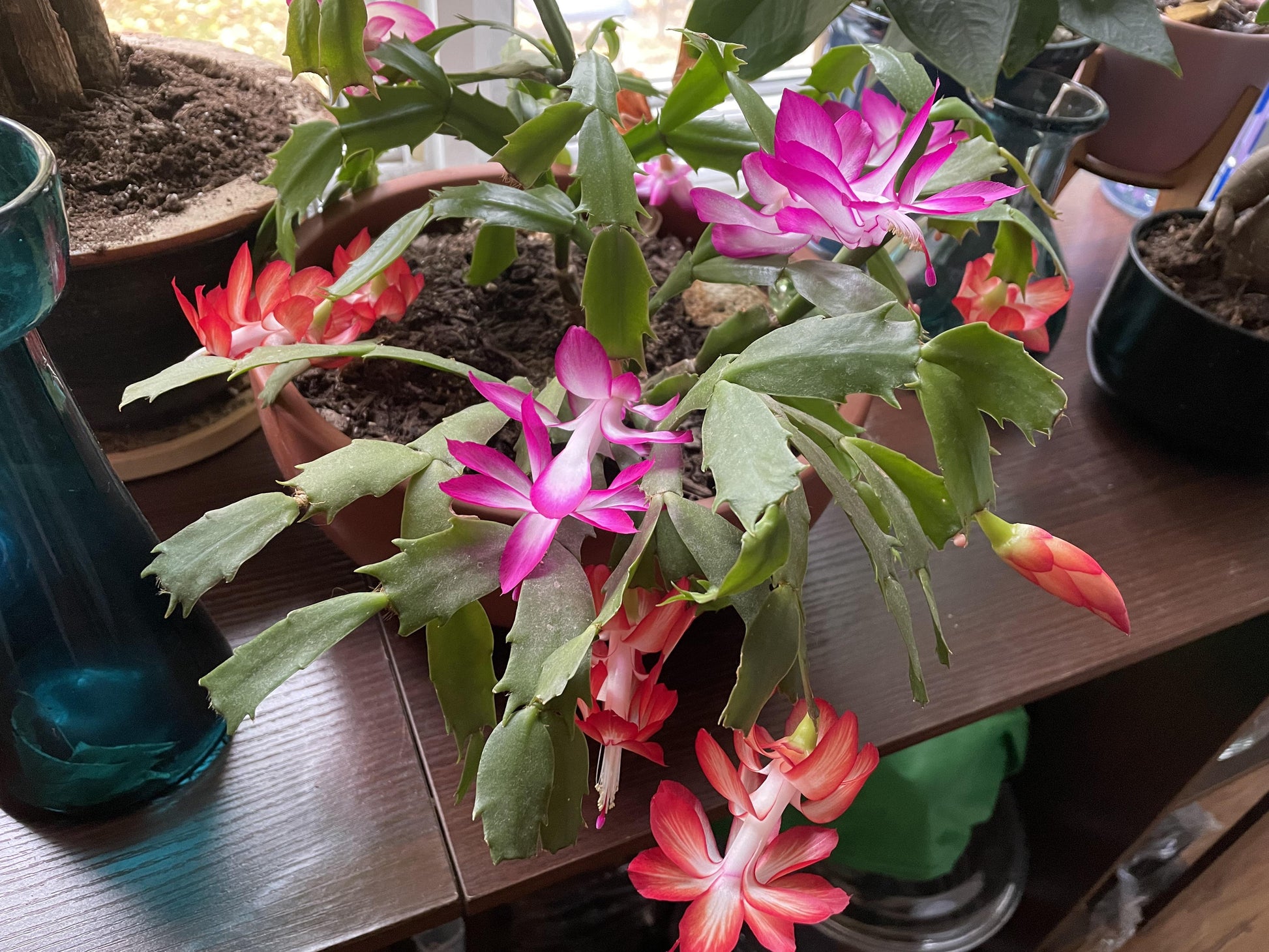 Multicolor Schlumbergera Flower Seeds for Planting Wildflower Mix Heirloom & GMO Free Seeds for Home Garden
 
 Sale