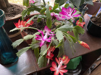 Multicolor Schlumbergera Flower Seeds for Planting Wildflower Mix Heirloom & GMO Free Seeds for Home Garden
 
 Sale