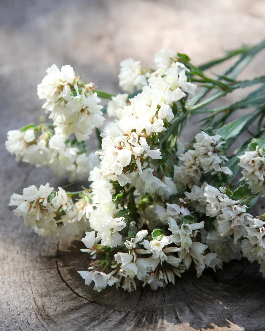 Limonium Sinuatum Iceberg Flower seeds for Planting Compact Growth Heirloom & GMO Free Seeds for Home Garden