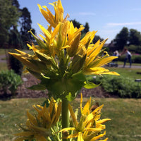 Yellow Gentian Flower Seeds for Planting - Vibrant Perennial Blooms for Your Garden