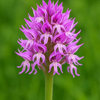 Purple Naked Men Orchid Flower seeds for Planting Low Maintenance Heirloom & GMO Free Seeds for Home Garden
 
 Sale