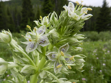Green Gentian Flower Seeds for Planting Vibrant Colors Heirloom & GMO Free Seeds for Home Garden
 
 Sale