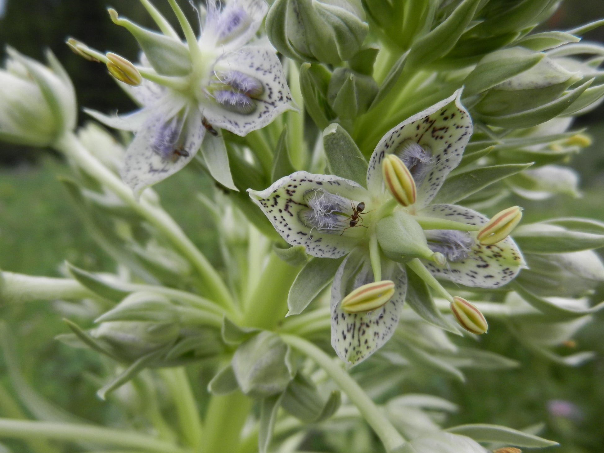 Green Gentian Flower Seeds for Planting Vibrant Colors Heirloom & GMO Free Seeds for Home Garden
 
 Sale