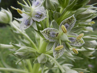 Green Gentian Flower Seeds for Planting Vibrant Colors Heirloom & GMO Free Seeds for Home Garden
 
 Sale