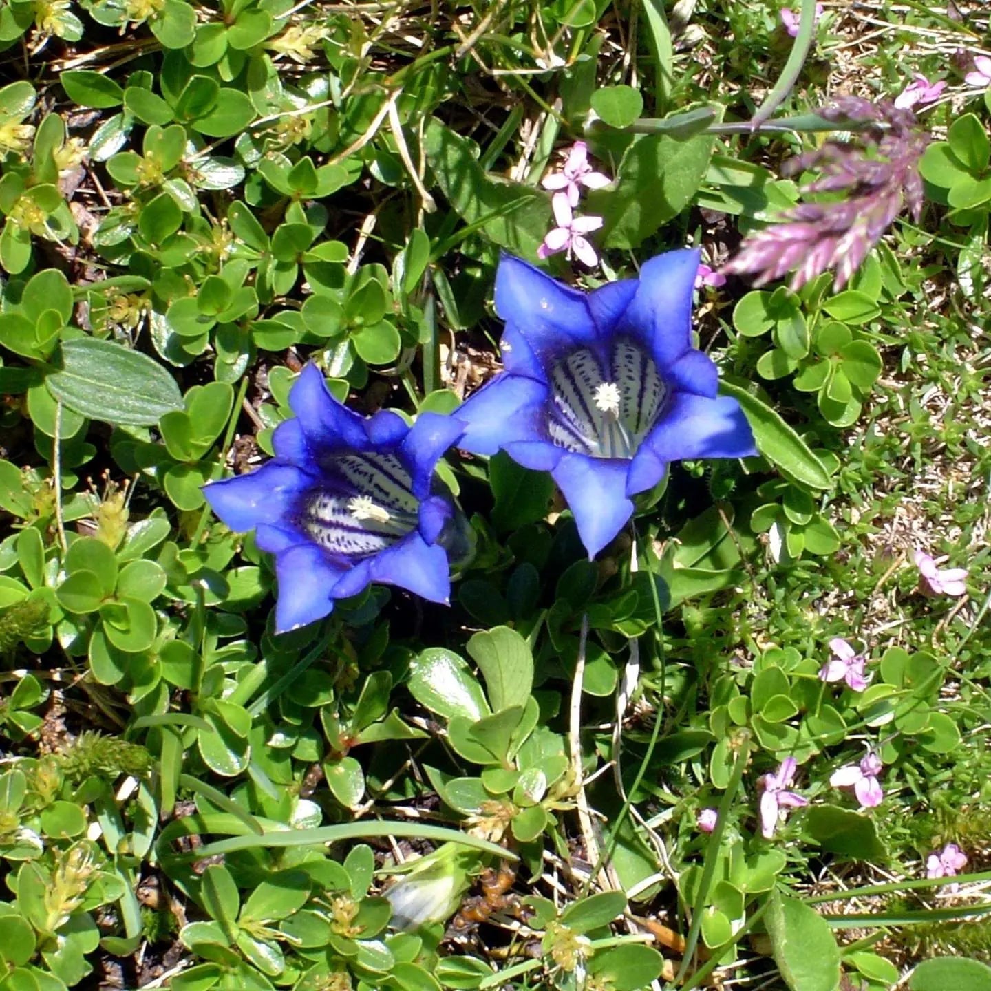 Erinus Flower seeds for Planting - Wildflower Mix, Heirloom & GMO Free Seeds for Home Garden