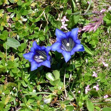 Blue Gentiana Acaulis Flower seeds for Planting - Garden Favorite, Heirloom & GMO Free Seeds for Home Garden