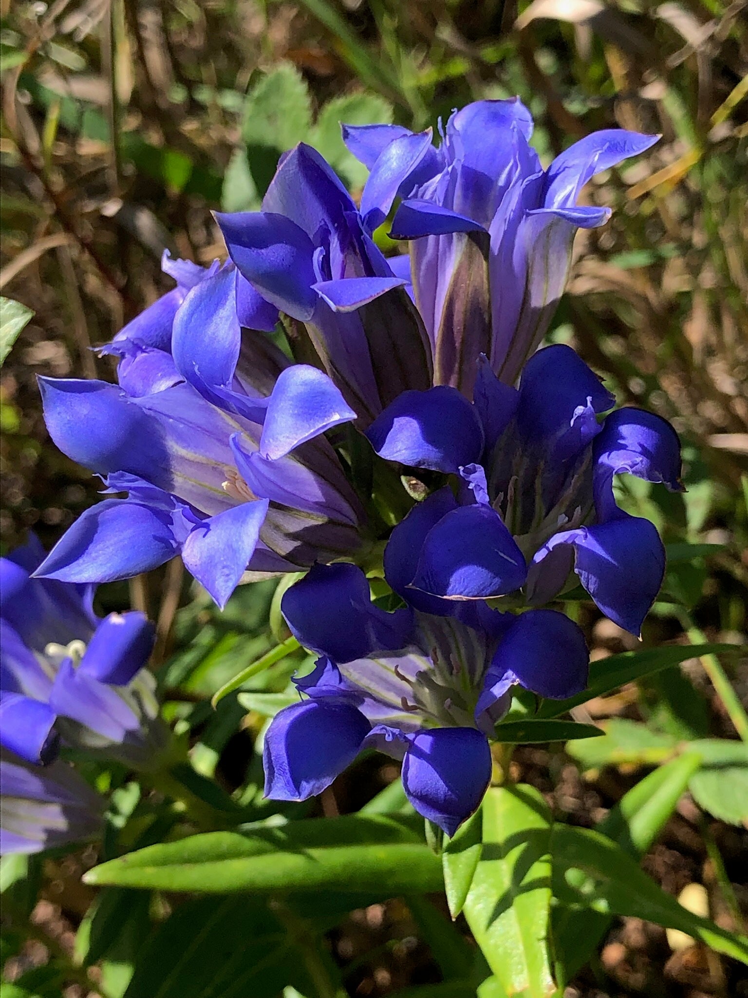 Purple Gentian Flower Seeds Fragrant Blossoms Heirloom & GMO Free Seeds for Home Garden
 
 Sale