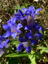 Purple Gentian Flower Seeds Fragrant Blossoms Heirloom & GMO Free Seeds for Home Garden
 
 Sale