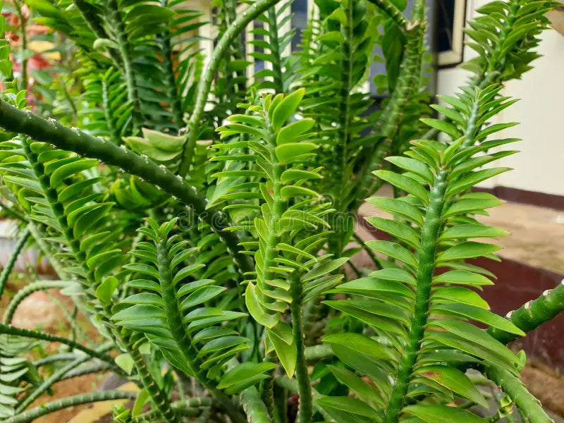 Green Pedilanthus Flower seeds for Planting - Garden Favorite, Heirloom & GMO Free Seeds for Home Garden