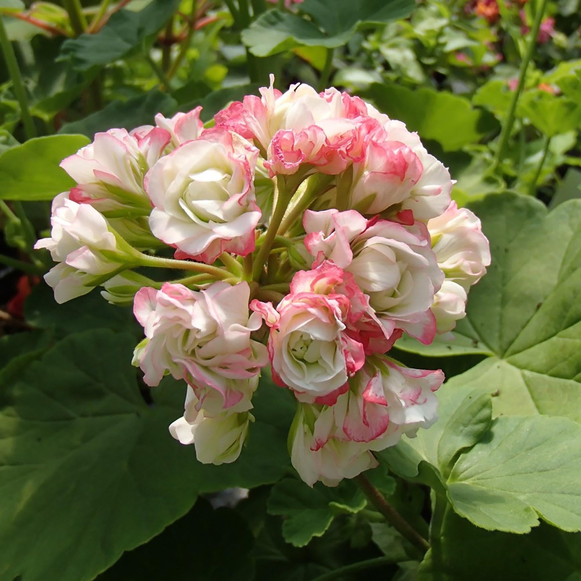 Close-up of Apple Blossom Pink & White Geranium flowers
