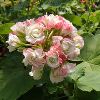 Close-up of Apple Blossom Pink & White Geranium flowers