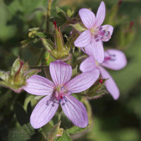 Geranium Asphodeloides Flower seeds for Planting Bright Blooms Heirloom & GMO Free Seeds for Home Garden