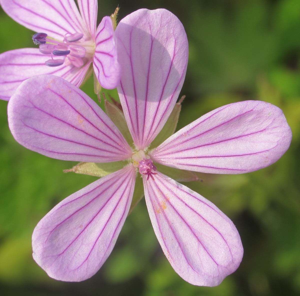 Geranium Asphodeloides Flower seeds for Planting Bright Blooms Heirloom & GMO Free Seeds for Home Garden