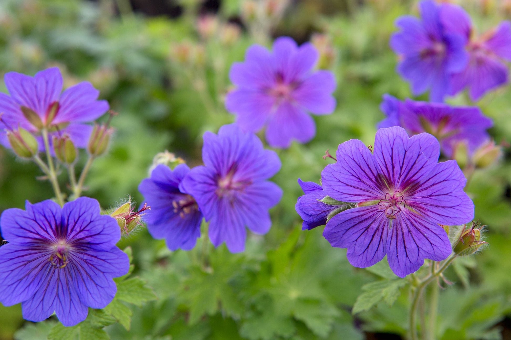 Deep Blue Geranium plants along garden borders