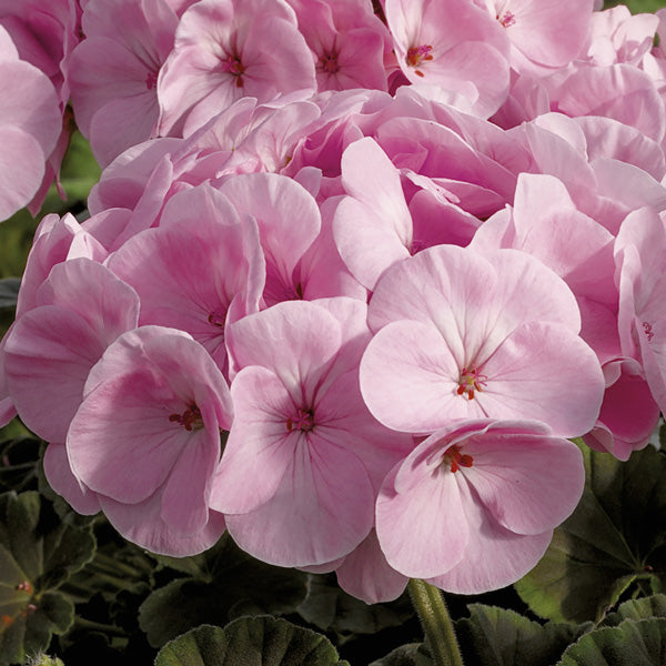 Light Pink Gardenia Flower Seeds for Planting Fragrant Blossoms Heirloom & GMO Free Seeds for Home Garden
 
 Sale