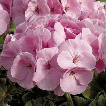 Light Pink Gardenia Flower Seeds for Planting Fragrant Blossoms Heirloom & GMO Free Seeds for Home Garden
 
 Sale