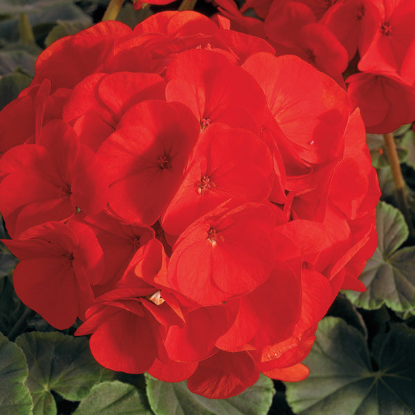 Deep Red Geranium Flower seeds for Planting - Bright Blooms, Heirloom & GMO Free Seeds for Home Garden