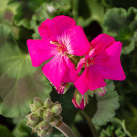 Dark Pink Geranium Apple Blossom Flower Seeds for Planting
