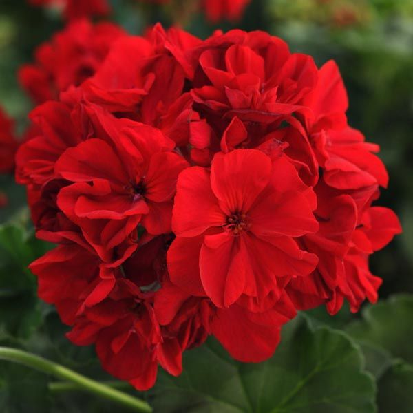 Dark Red Pelargonium Flower seeds for Planting - Garden Favorite, Heirloom & GMO Free Seeds for Home Garden