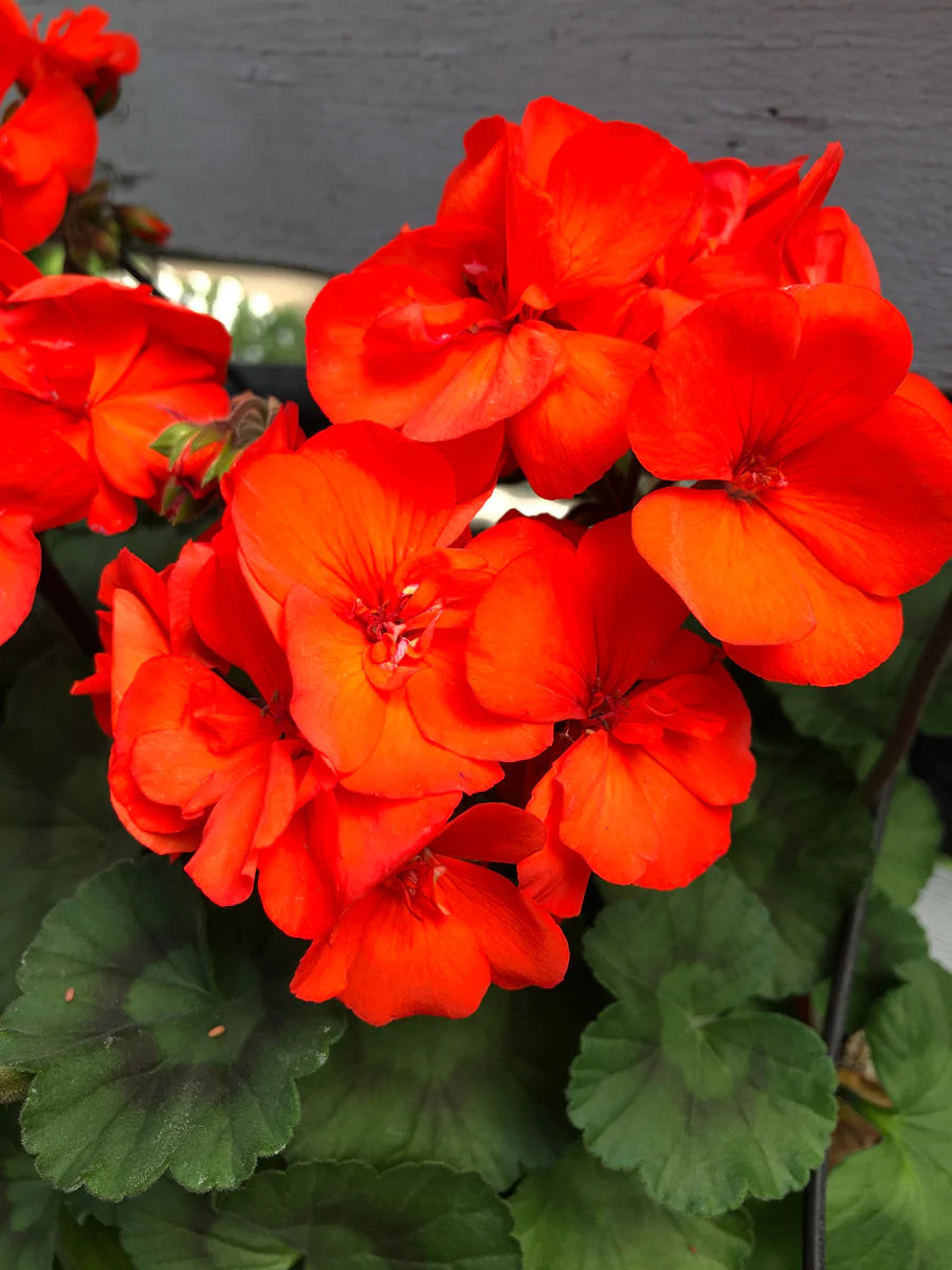 Orange Geranium Flower seeds for Planting - Vibrant Colors, Heirloom & GMO Free Seeds for Home Garden