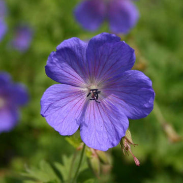 Geraniaceae Flower seeds for Planting Vibrant Colors Heirloom & GMO Free Seeds for Home Garden