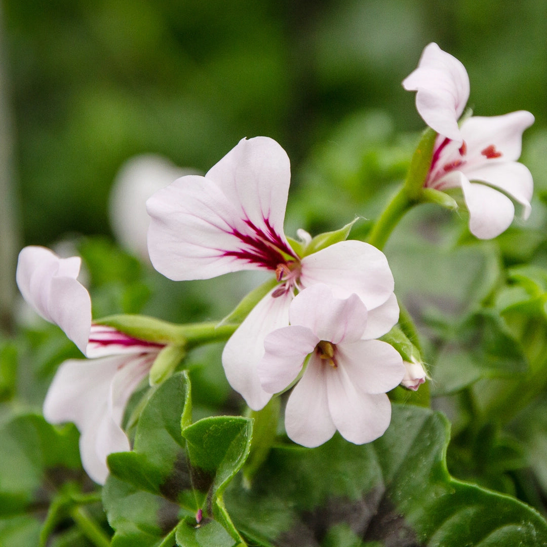 Purple White Geraniums Flower seeds for Planting - Premium Quality, Heirloom & GMO Free Seeds for Home Garden