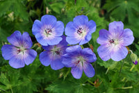 Blue Geraniums Flower seeds for Planting - Easy to Grow, Heirloom & GMO Free Seeds for Home Garden