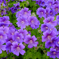 Violet Red Geranium Flower Seeds for Planting - Vibrant Garden Blooms
