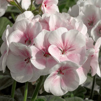 Geranium Flower Seeds for planting White Light Pink