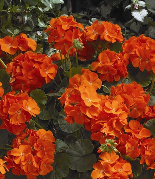 Light Orange Geranium Flower Seeds for Planting Cut Flower Favorite Heirloom & GMO Free Seeds for Home Garden
 
 Sale