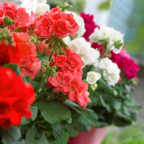 Mixed Geranium flowers enhancing garden borders