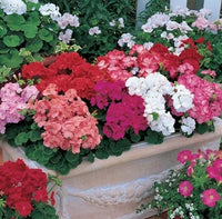 Geranium Mix Apple Blossom Seeds for Planting  Vibrant Annual Flowering Plants
