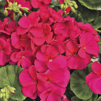 Violet Red Geranium Flower Seeds for Planting, Heirloom Non-GMO, High Germination Organic Garden Seeds