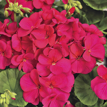 Violet Red Geranium Flower Seeds for Planting, Heirloom Non-GMO, High Germination Organic Garden Seeds