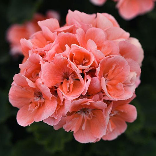 Geranium Orange Flower Seeds for Planting Vibrant Garden Blooms