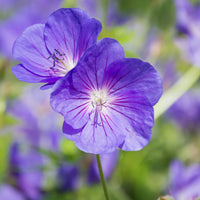 Geranium Pelargonium Peltatum Seeds for Planting