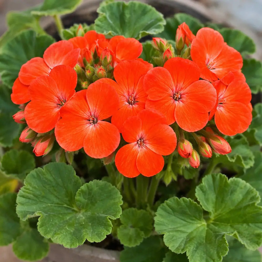 Orange Red Geranium Flower Seeds for Planting Seasonal Bloomer Heirloom & GMO Free Seeds for Home Garden
 
 Sale