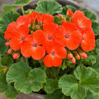 Orange Red Geranium Flower Seeds for Planting Seasonal Bloomer Heirloom & GMO Free Seeds for Home Garden
 
 Sale