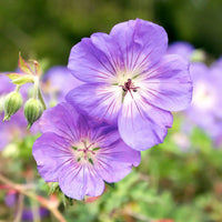 Blue Geranium Flower Seeds Pelargonium spp. for Planting in Flower Border and Garden Bed