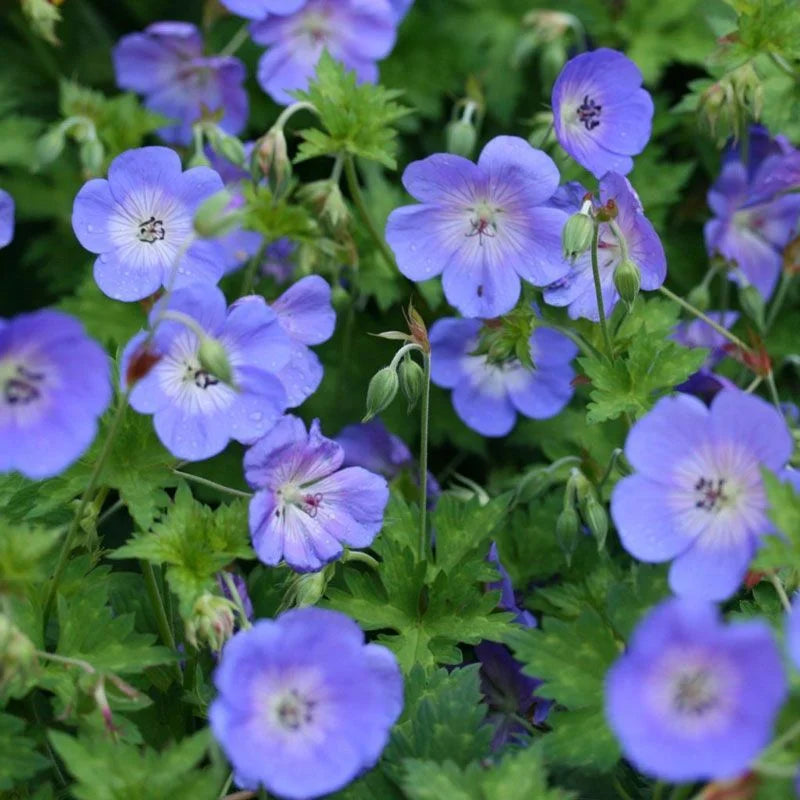 Rozanne Flower seeds for Planting - Vibrant Colors, Heirloom & GMO Free Seeds for Home Garden