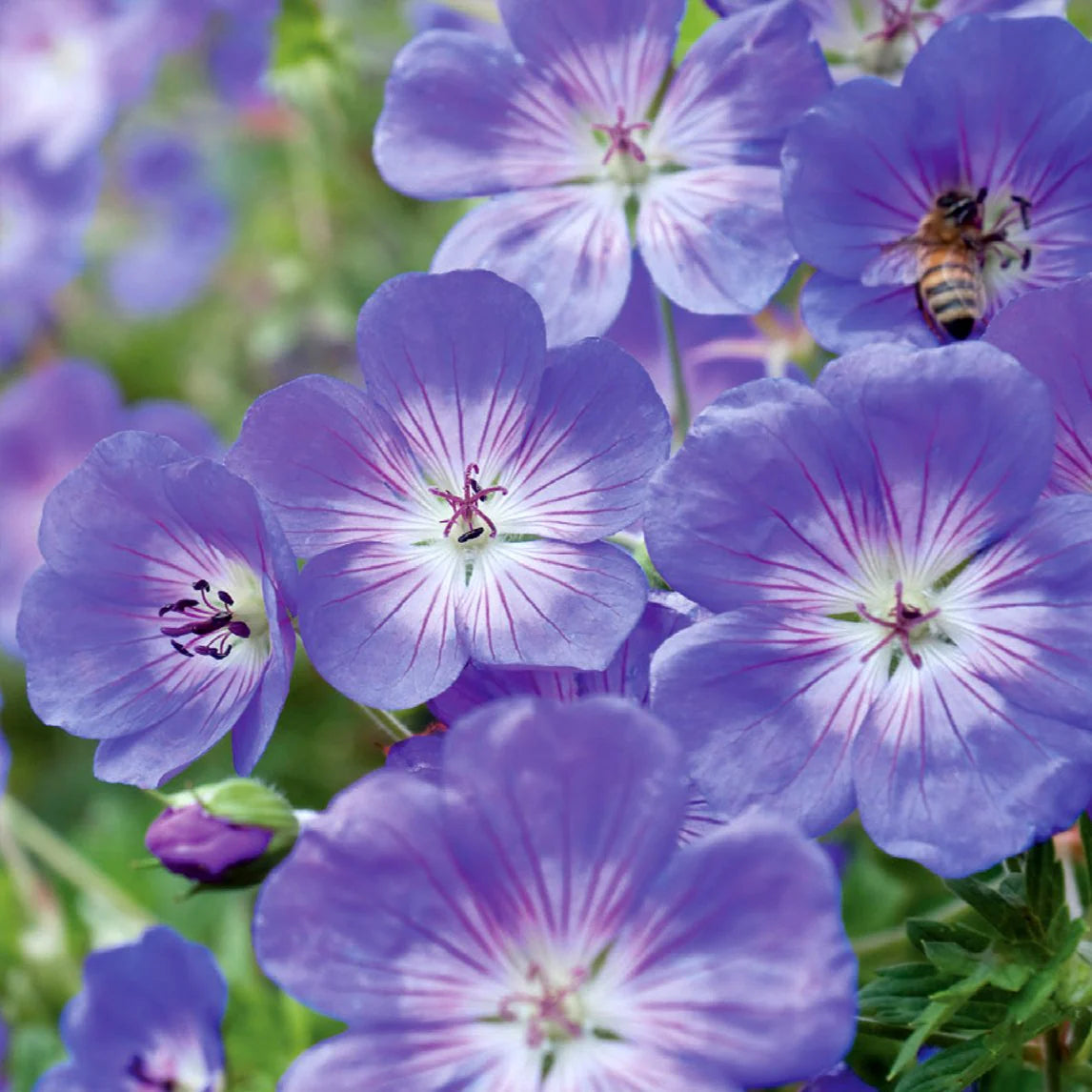 Sea Blue Geranium Pelargonium Flower Seeds for Planting Low Maintenance Heirloom & GMO Free Seeds for Home Garden
 
 Sale