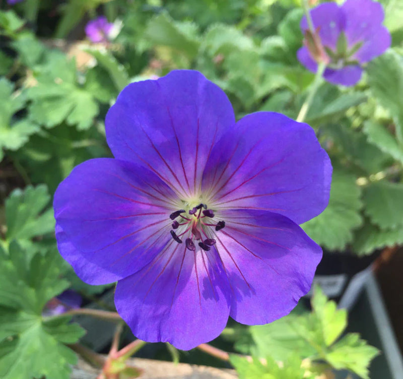 Geranium Rozanne Flower seeds for Planting - Cottage Garden Essential, Heirloom & GMO Free Seeds for Home Garden