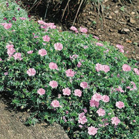 Light Pink Perennial Flower Seeds for Planting Vibrant Colors Heirloom & GMO Free Seeds for Home Garden
 
 Sale