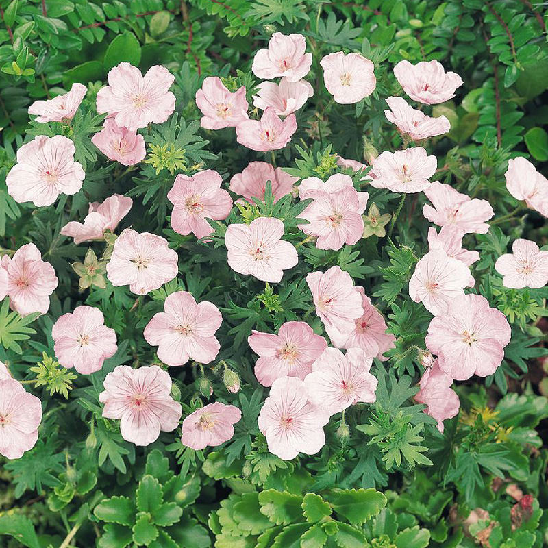 Light Pink Perennial Flower Seeds for Planting Vibrant Colors Heirloom & GMO Free Seeds for Home Garden
 
 Sale