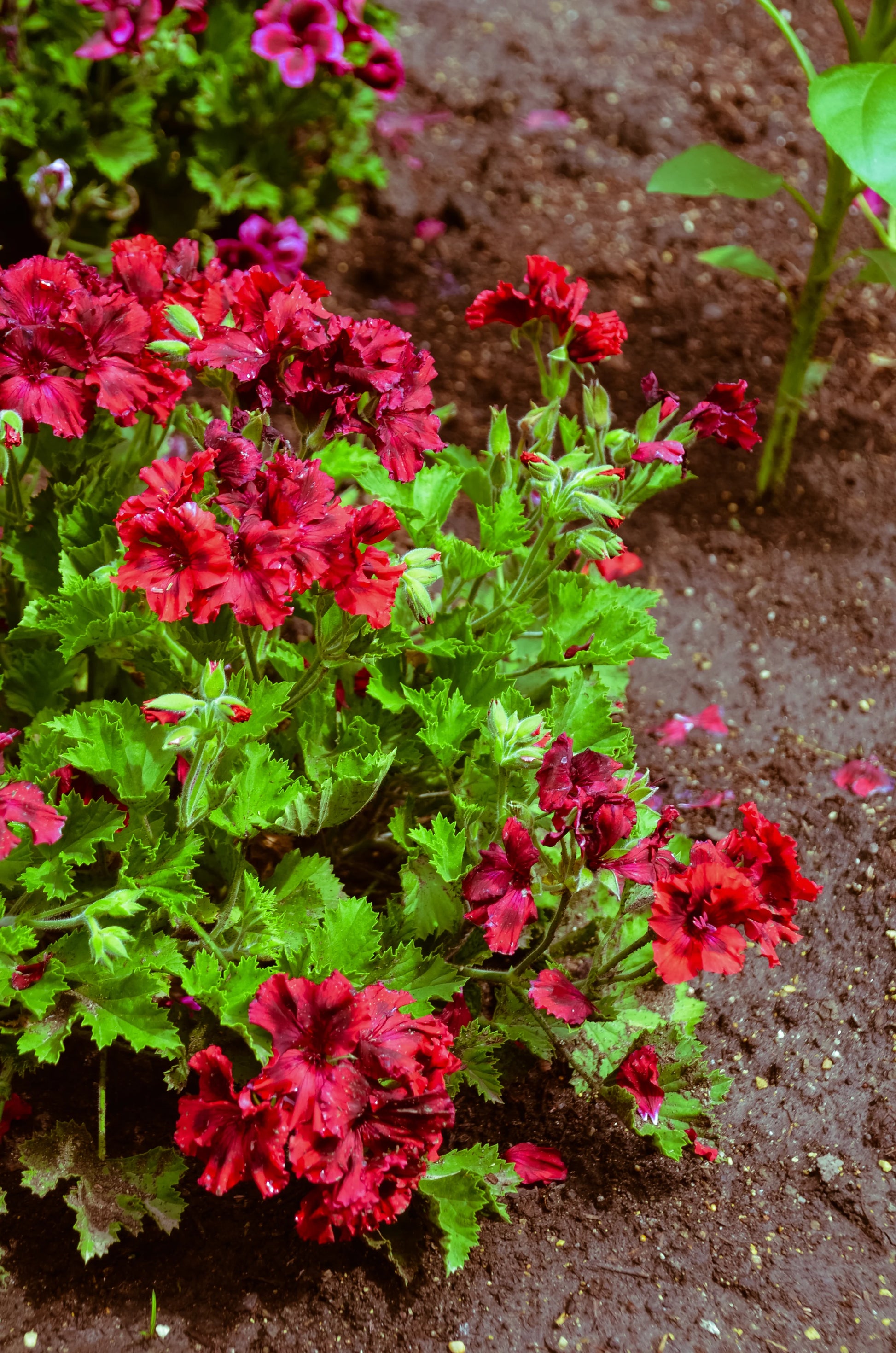 Geranium Pelargonium Flower seeds for Planting Sun Loving Heirloom & GMO Free Seeds for Home Garden