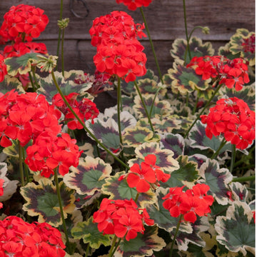 Geranio de Hojas Flower seeds for Planting - Perfect for Borders, Heirloom & GMO Free Seeds for Home Garden