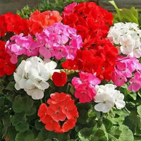 Mix Geranium Perennial Flower seeds for Planting - Seasonal Bloomer, Heirloom & GMO Free Seeds for Home Garden